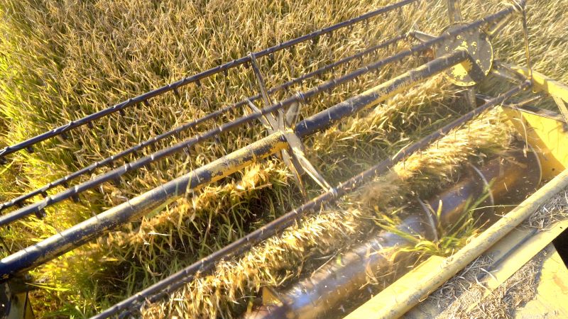 Deep Tine Aeration Service