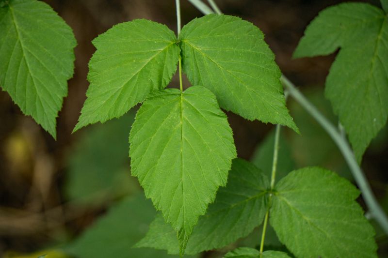 Poison Ivy Removal in Pottstown, PA