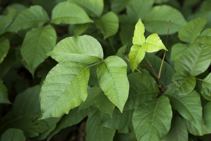Poison Oak Removal in Delaware County, PA