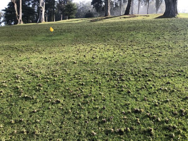 Lawn Core Aeration