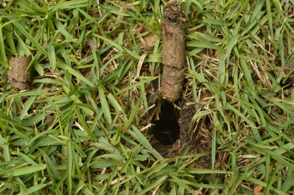 Lawn Ventilation