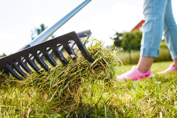 Lawn Scarification