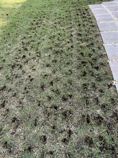 Grass Aeration Service